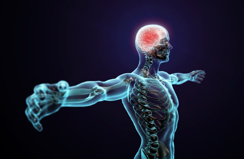 body, anatomy, pose, illustration, brain, human, 5K