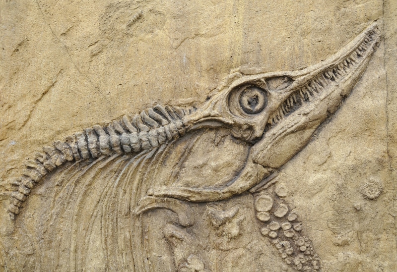 animals in the wild, 4K, craft, aquatic animal, animal representation, day, animal head, communication, animal body part, close-up, animal wildlife, fossil bones