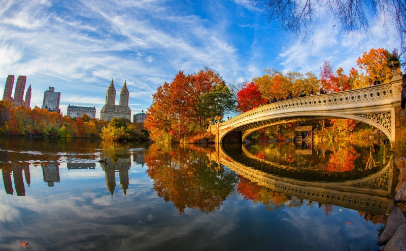 Duck, york, Lake, new, november, Seasons, rise, newyork, park, high, central, Reflections, Leaves, cloud - sky, plant, bowbridge, sky, change, 5K, Urban