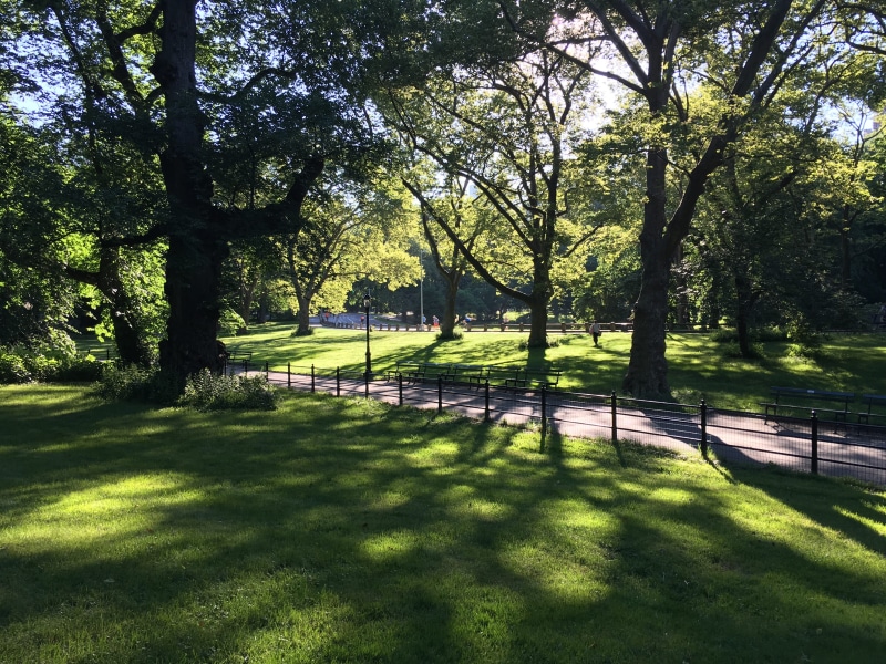 green color, centralpark, scenery, park - man made space, grass, land, urbanpark, sunlight, park, nyc, garden, shadow, 4K, tree trunk, united states, newyork