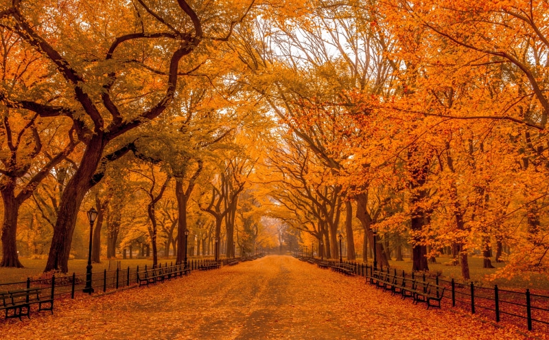 the way forward, november, plant, plant part, centralparkmall, scenics - nature, footpath, diminishing perspective, treelined, foliage, direction, outdoors