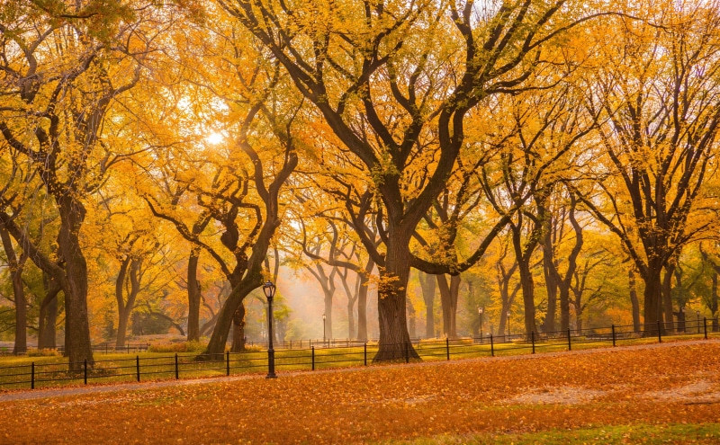 landscape, tree, 5K, scenics - nature, leaf, Leaves, no people, autumn collection, fallfoliage, park, branch, environment, City, Seasons, plant part, tranquility