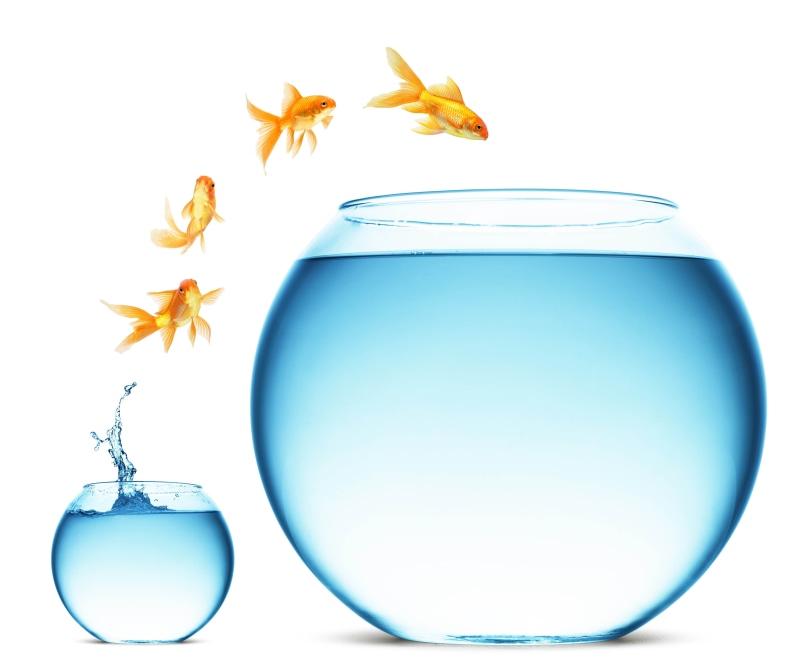 aquariums, indoors, close-up, falling, water, transparent, white background, glass - material, pets, underwater, digital composite, splashing, animal themes