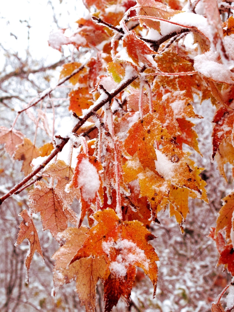 beauty in nature, leaf, Fall, orange color, autumn collection, Captured, leaves, branch, tree, plant part, day, maple leaf, natural condition, close-up