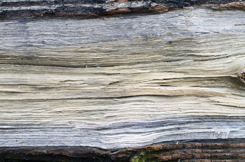 land, close-up, full frame, dřevo, old, white color, kůra, strom, ​​detail, backgrounds, stromové kůry, history, pattern, directly above, abstraktní, nature
