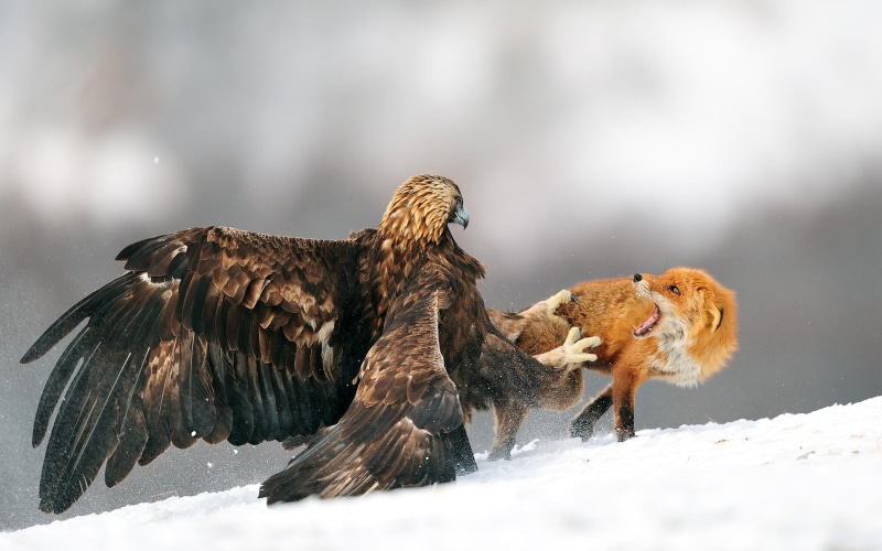 nature, animals hunting, fighting, animal, brown, fox, cold temperature, snow, hunting, bird of prey, animals in the wild, winter, group of animals, eagle