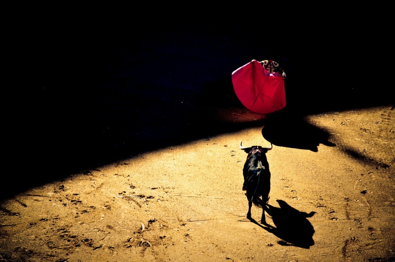 small, bull, death, black, spain, high angle view, outdoors, blank, corrida, plaza de toro, full length, shadow, domestic, waving, matador, mammal, dog