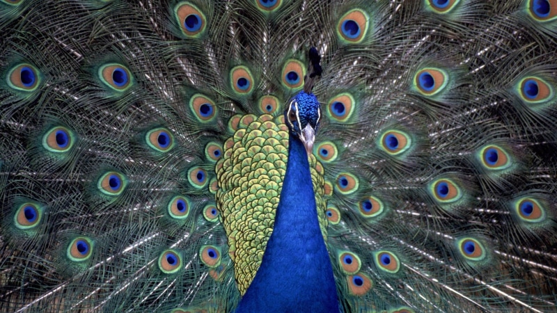 colors, peacock, bursting, bird, colorful, soft, pretty, animals, color, animal, feathers, 1080P, blue
