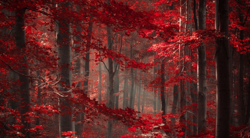 Magic, Dreamlike, leaf, no people, landscape, tranquil scene, land, Beautiful, Nature, coniferous tree, beauty in nature, growth, red, plant, forest, enchanted