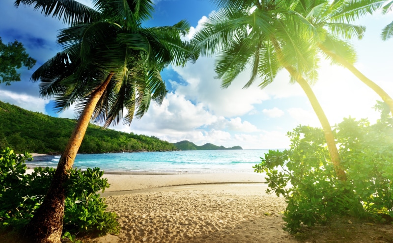 no people, water, Amazing, tranquil scene, three, palm leaf, Exotic, 5K, tree, Dreamlike, sea, scenics - nature, Seasons, Vacation, tranquility, trees