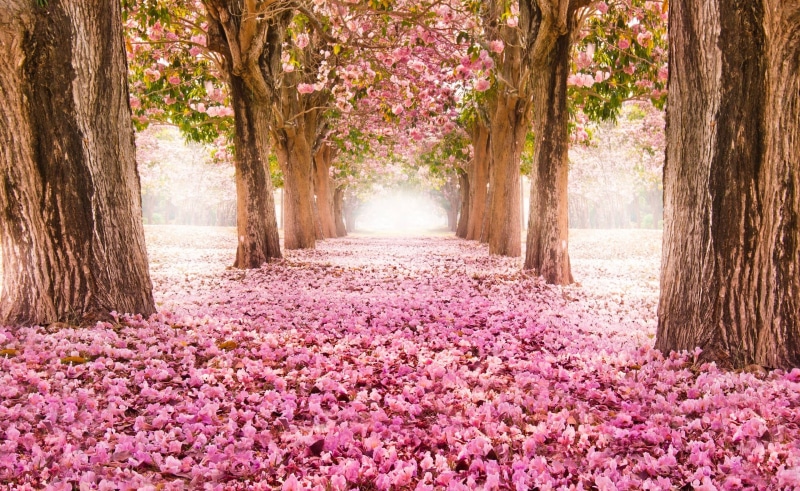 trunk, outdoors, park, direction, freshness, nature, Blossoms, park - man made space, tranquil scene, Flowers, beauty in nature, plant, green, diminishing perspective