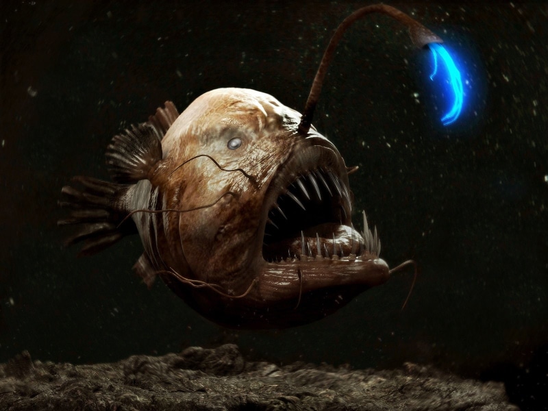 ocean, fish, sea, anglerfish, 720P, creepy, fangs, dark, underwater, monster