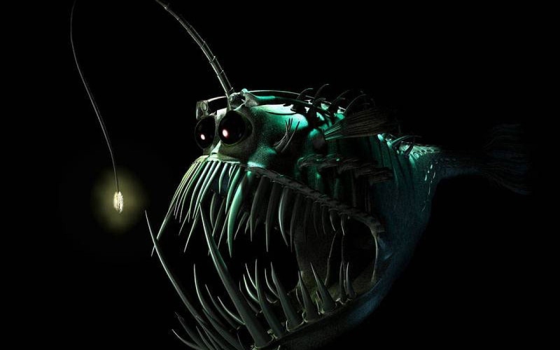 creepy, 1080P, anglerfish, dark, monster, sea, fangs, underwater, ocean, fish