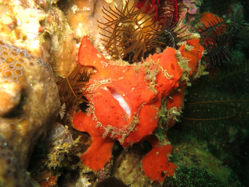 animal wildlife, coral, animals in the wild, sea, environment, species, one animal, marine, animal, diving, ocean, undersea, fish, critter, crab, dive