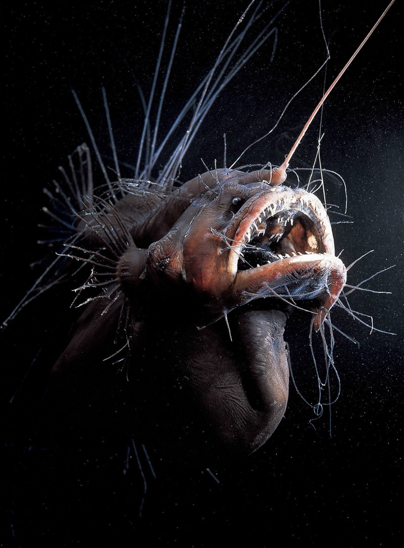 fangs, creepy, ocean, underwater, dark, fish, anglerfish, 1080P, monster, sea