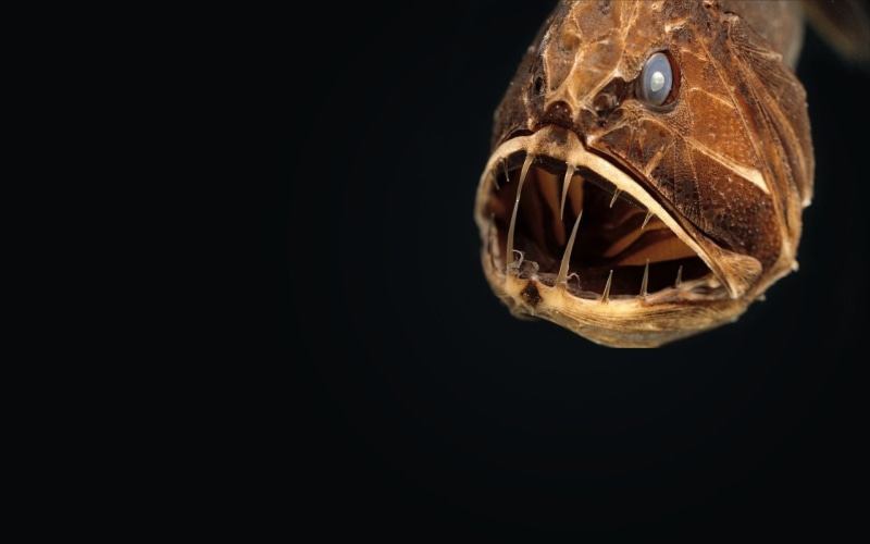 Anglerfish, fangs, 1080P, fish, creepy, ocean, animals in the wild, still life, monster, single object, insect, reflection, marine, animal themes, studio shot