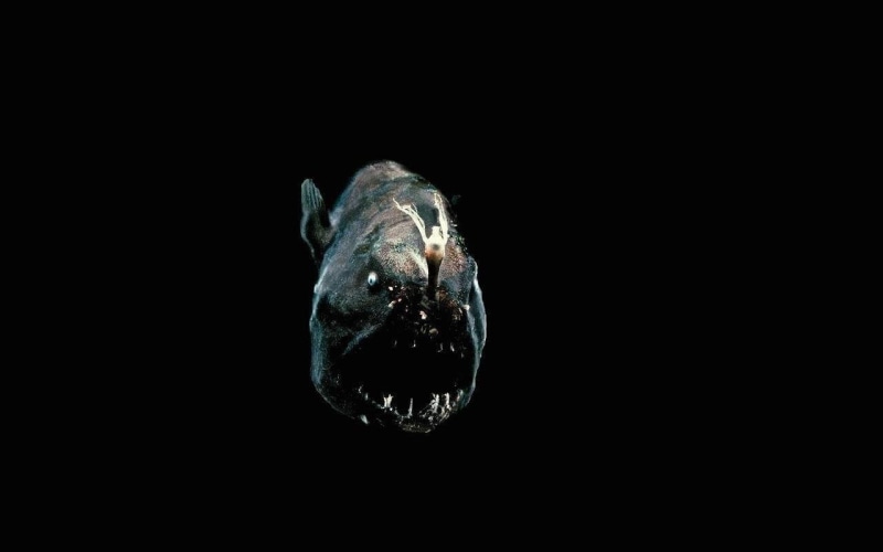 art, anglerfish, 720P, ocean, hd, nature, oceans, FISH