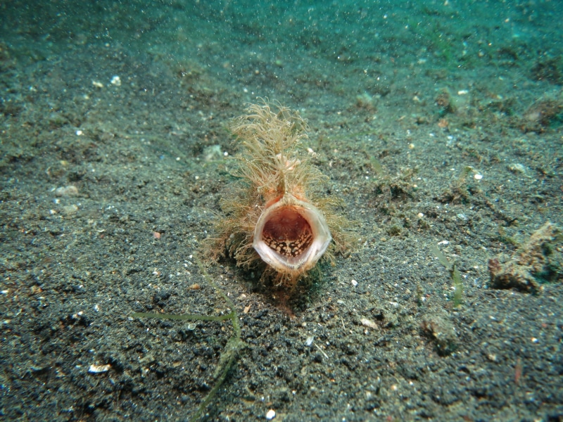 animal, marine, no people, frogfish, land, outdoors, antennarius, scuba, wildlife, coral, animals in the wild, invertebrate, close-up, exotic, undersea