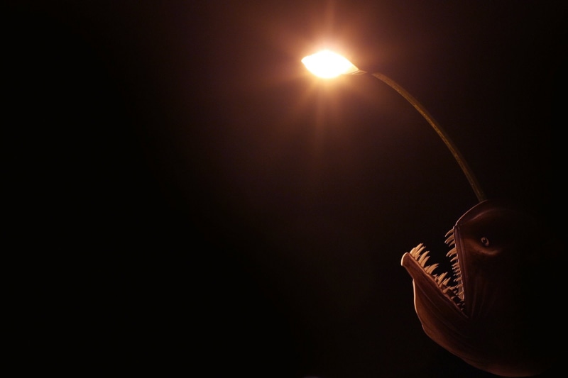 dark, monster, anglerfish, fangs, sea, ocean, fish, 720P, underwater, creepy