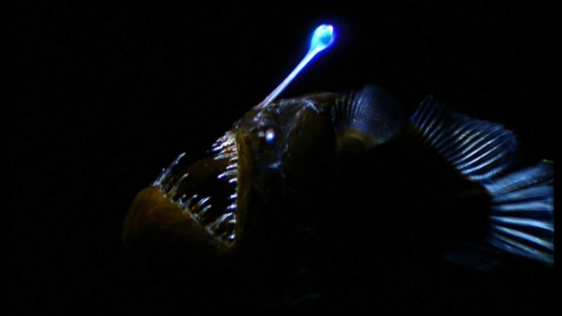 1080P, anglerfish