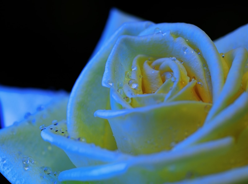 close-up, petal, freshness, flowr, selective focus, Macro, blacklight, silkypix, flowering plant, growth, fragility, Pentax, Japan, no people, blackligit