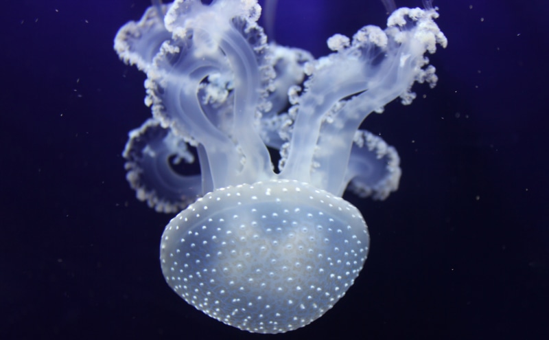 black background, jelly fish, blacklight, floating on water, beautiful, fish, animal wildlife, jellyfish, close-up, no people, marine, sea life, nature