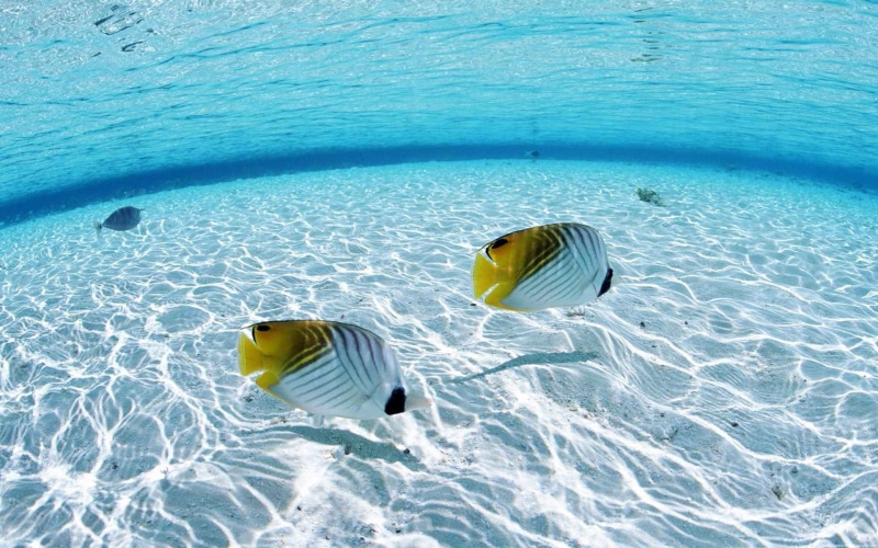 outdoors, marine, undersea, 1080P, turquoise colored, two, animal themes, tropical fish, underwater, white, sea, animals in the wild, nature, animal, vertebrate