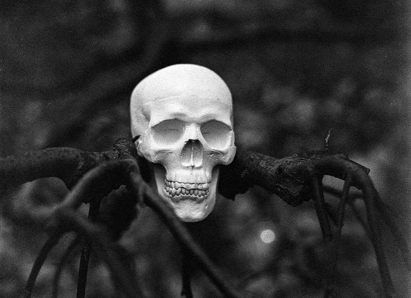 outdoors, black, human bone, face, holiday, human, people, mystery, skeleton, anatomy, twig, photography, halloween, head, bone, spooky, human skull, gothic