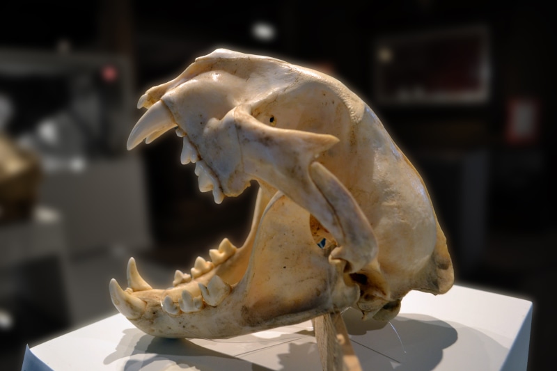 mouth open, painting, animal mouth, mortality, animal body part, close-up, indoors, science, white, gross, plate, suture, eye, lotor, mandible, museum