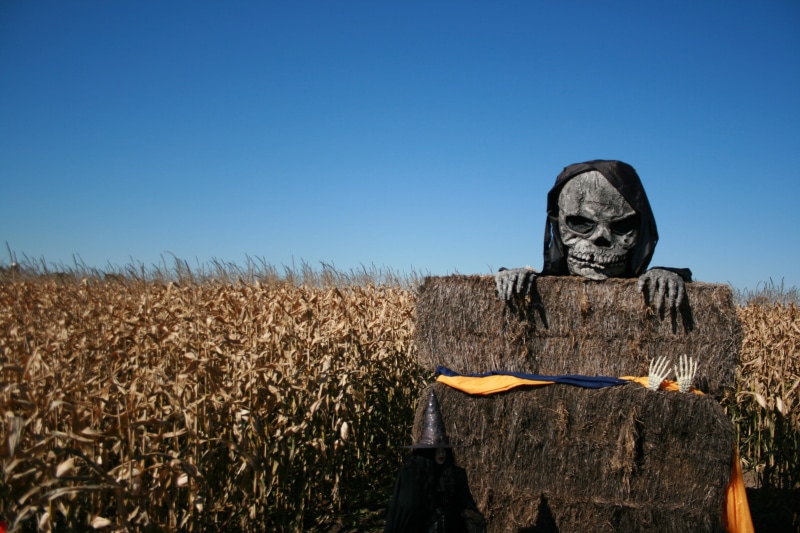 cereal plant, danger, terrible, evil, rotting, agriculture, halloween, terrified, cruel, sky, landscape, creepy, field, crop, bone, devil, gothic, death