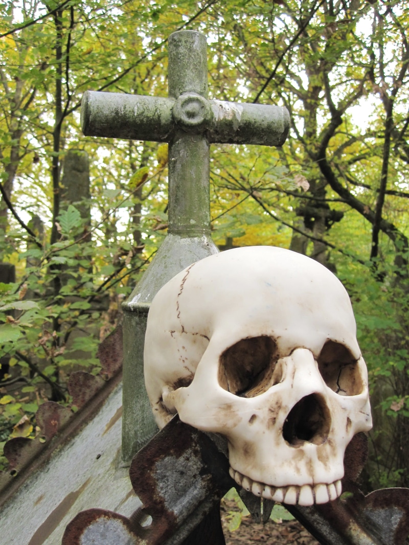 4K, tree, animal skull, plant, tooth, fear, the past, head, spirituality, cemetery, scare, day, skeleton, no people, die, weird, human anatomy, crypt