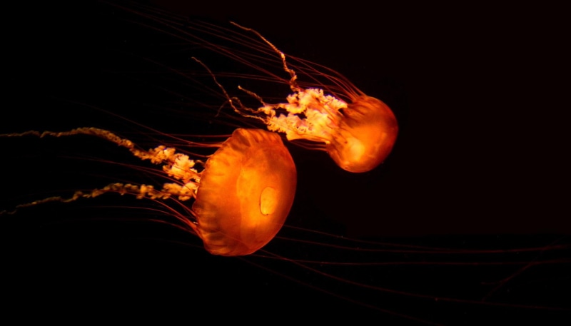 720P, fishes, jelly, bokeh, sea, high, ocean, jellyfish, resolution, underwater, pictures