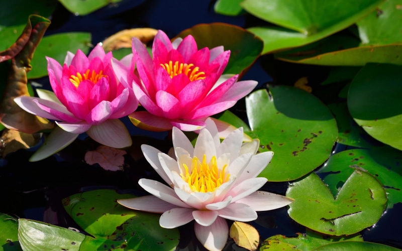 pictures, plants, high, lilies, resolution, nature, contrast, flowers, color, 1080P, petals, lily