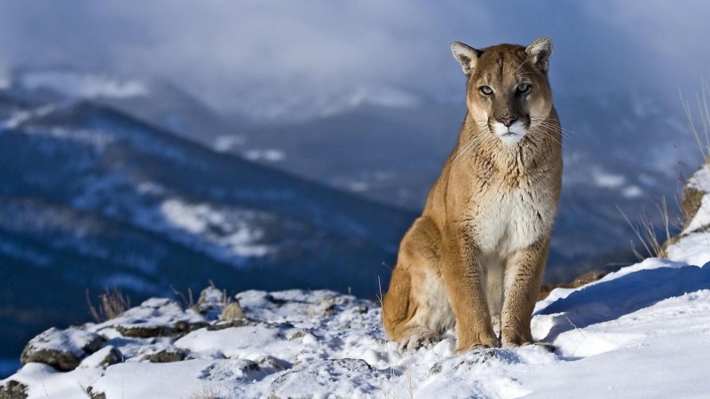 high, 2K, resolution, cats, pictures, puma