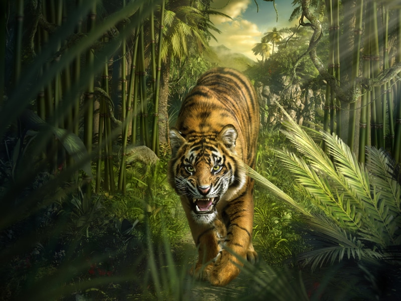 bamboo, animals, hd, 2K, tiger, jungle