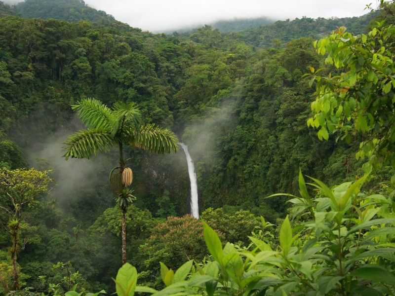 rain forest, lush, green, trees, 1080P, jungle, waterfall, tree, water, lpaper, nature, tropical
