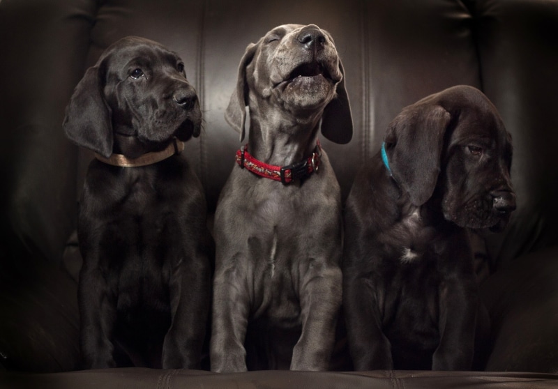 black, puppies, solo, beagels, dogs, Aria, Trinity, trio, Great Dane, labrador, 1080P