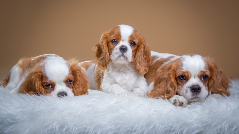 mils, cute, pets, white Background, puppy, photoshoot, faces, puppies, purebred Dog, lap dog, studio Shot, fur, portrait, one Animal, king, sitting, cavalier King Charles Spaniel