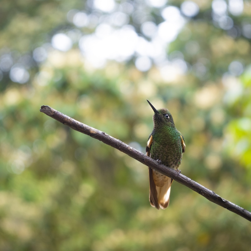 hummingbird, nature, one animal, colibri, close-up, plant, america, outdoors, 4K, colombia, animals in the wild, animal, branch, focus on foreground, vertebrate