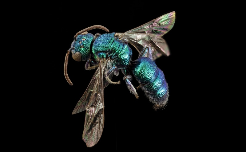 Animals, cuckoo, cleptoparasite, Species, Argentina, cuckoobee, zerenestacker, Macro, metallic, 5K, Photography, bee, Insect, stackshot, temnosoma, Insects