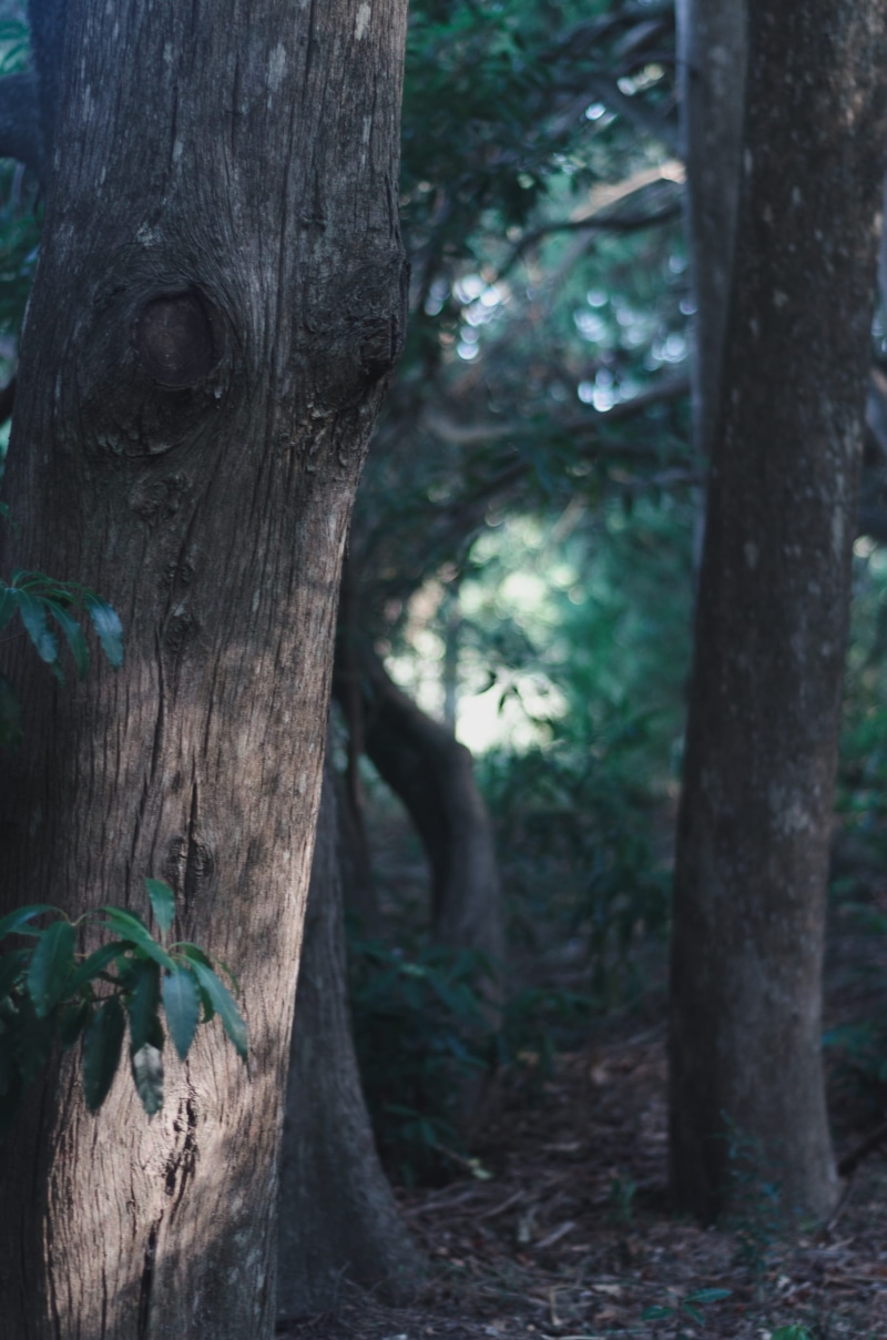 nikon, 2K, wood - material, bark, tree trunk, travel, 50mm, green, textured, outdoors, trees, plant, close-up, forest, day, growth, beauty in nature, tree