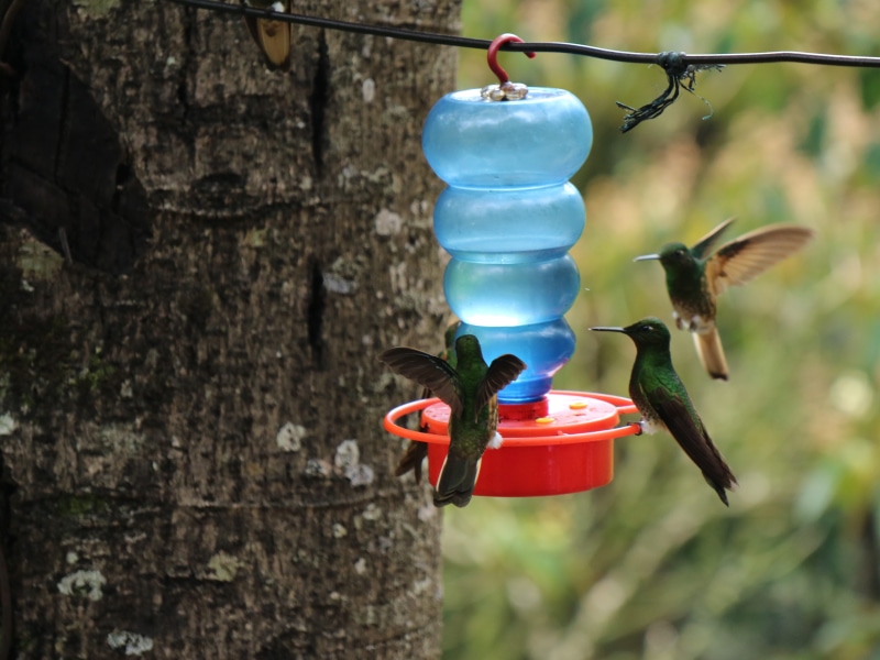 feeding, beauty, focus on foreground, argentina, hanging, hummingbird, vertebrate, nature, animal wildlife, no people, colombia, one animal, outdoors, day