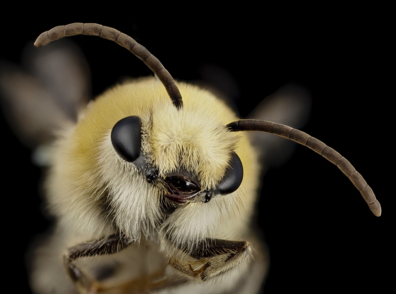 4K, close-up, mammal, animal eye, Animals, Furry, bee, Insect, animals in the wild, pets, colletidae, animal themes, Beard, animal wildlife, selective focus