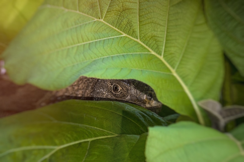 environment, leaves, reptile, plant part, one animal, nature, no people, day, animal themes, growth, leaf, animal, tree, closeup, focus on foreground, eye