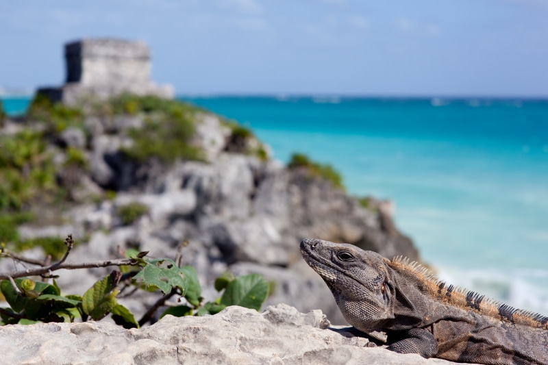 maya, ruins, reptile, 5K, outdoors, water, iguana, mayan, lizard, pyramid, one animal, nature, tulum, vertebrate, no people, rock - object, focus on foreground