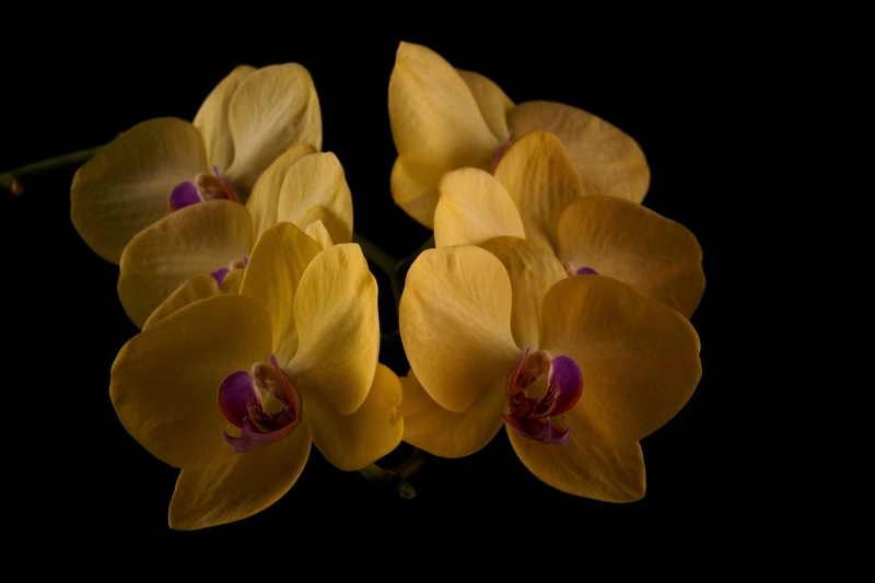flower, fragility, rose, 5K, black background, elegant, yellow, freshness, blooming, studio shot, nature, indoors, color, inflorescence, betrayal, orchis