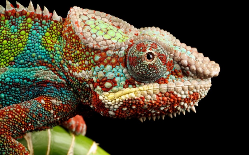 chameleon, chameleons, vertebrate, side view, animals, colorful, 1080P, photography, one animal, animal body part, animal skin, lizard, animal wildlife