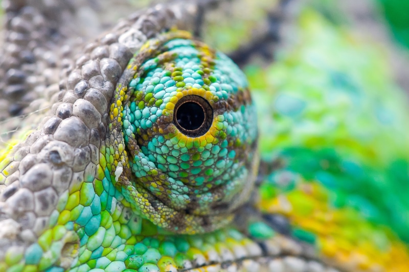 nature, Photos, Chameleon, NO LIMITS, de, Animal Planet, focus, animal, close-up, wildlife, eye, eye  eye, Macros, Macro, photography, lizard, reptile