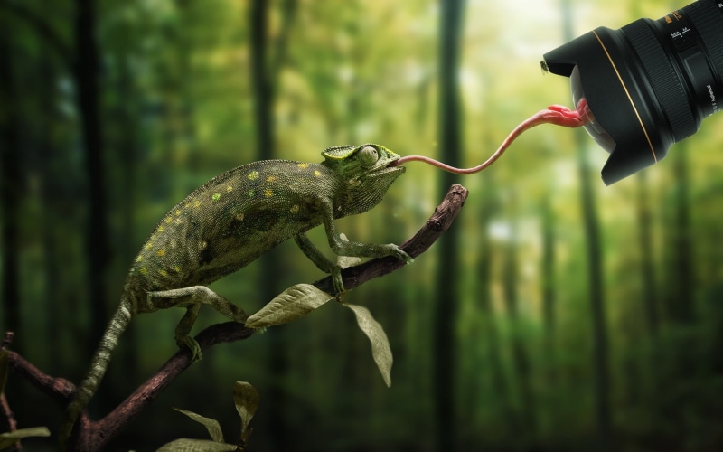 green color, flies, camera, animal, reflection, close-up, no people, photo manipulation, tongues, branch, focus on foreground, technology, chameleon, lizard