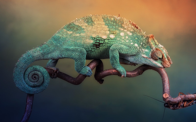 reptiles, animals, chameleons, 2K